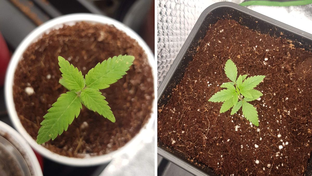 Wedding Cheesecake FF cannabis strain: early veg | week 2 | transplanted from a solo cup into a bigger pot filled with coco coir