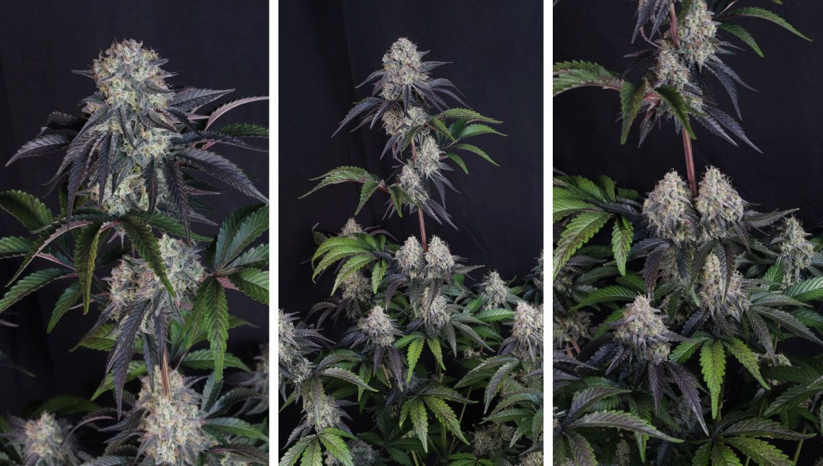 sundae frost auto