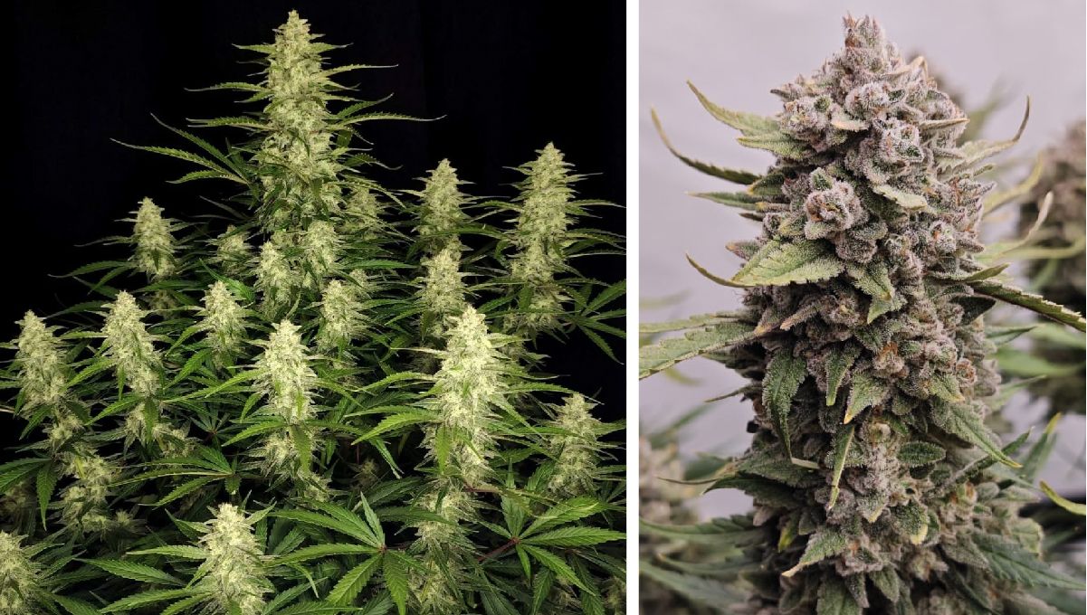 前五高THC自动开花品种：papaya cookies auto