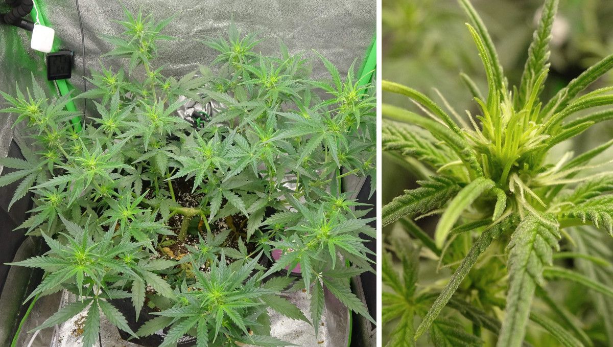Amnesia Z Auto cannabis strain: transition (pre-flower) | week 5 | a heavily trained autoflower beginning to bud