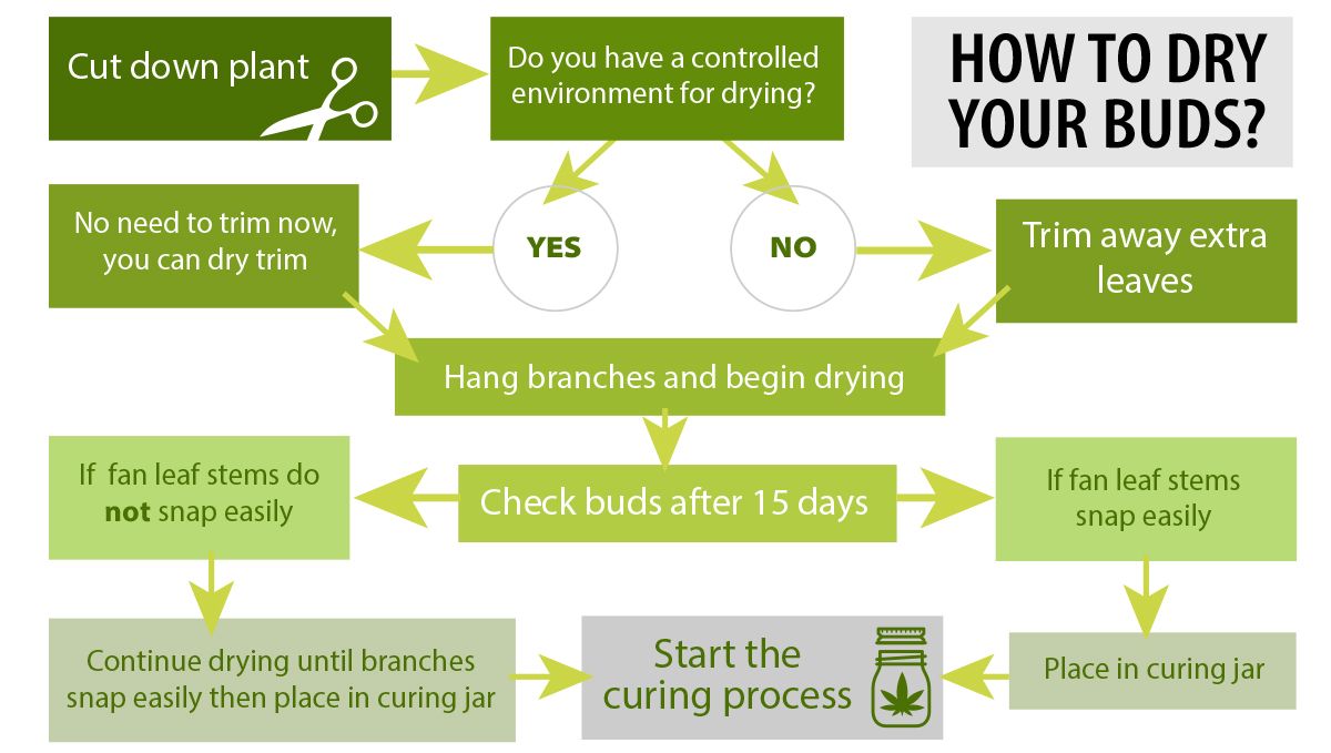 How to dry plants buds: Adjusting drying conditions