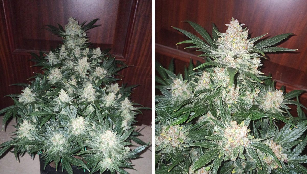 Udhëzues Javë-pas-Jave për Afghan Kush Auto: Pamja e përgjithshme e një autofloweri të brendshëm me shumë maja të mbuluara me trikomë dhe një afrim i së njëjtës bimë