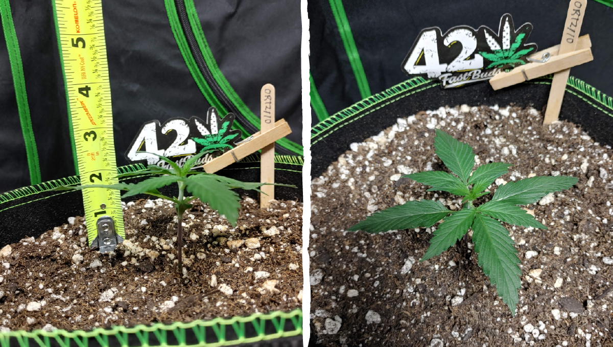Blueberry auto week-by-week guide: vegetative stage week 1