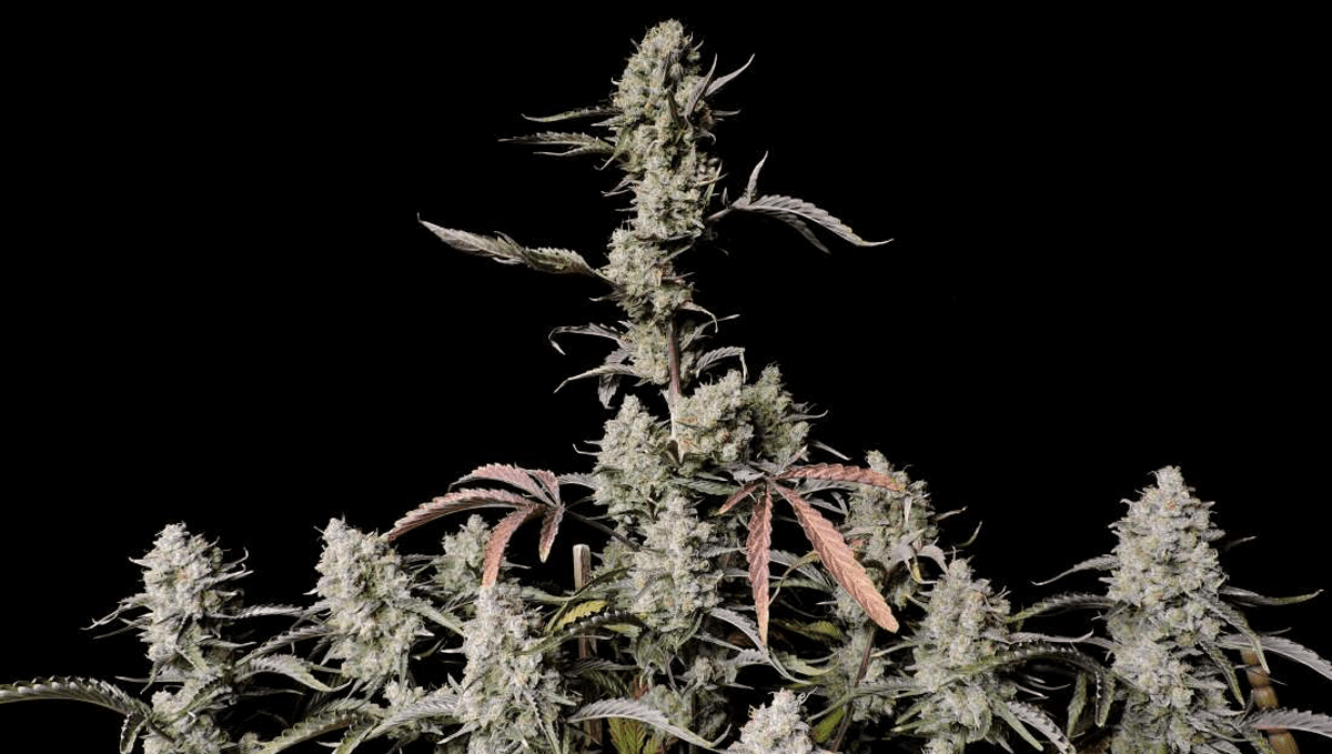 Top 10 strains to grow outdoors: Gorilla Z Auto