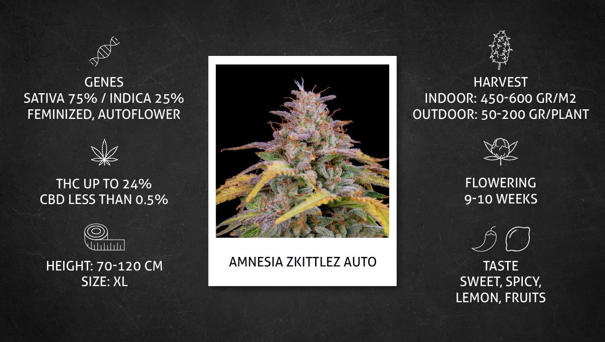 Amnesia Z Auto cannabis strain: datasheet