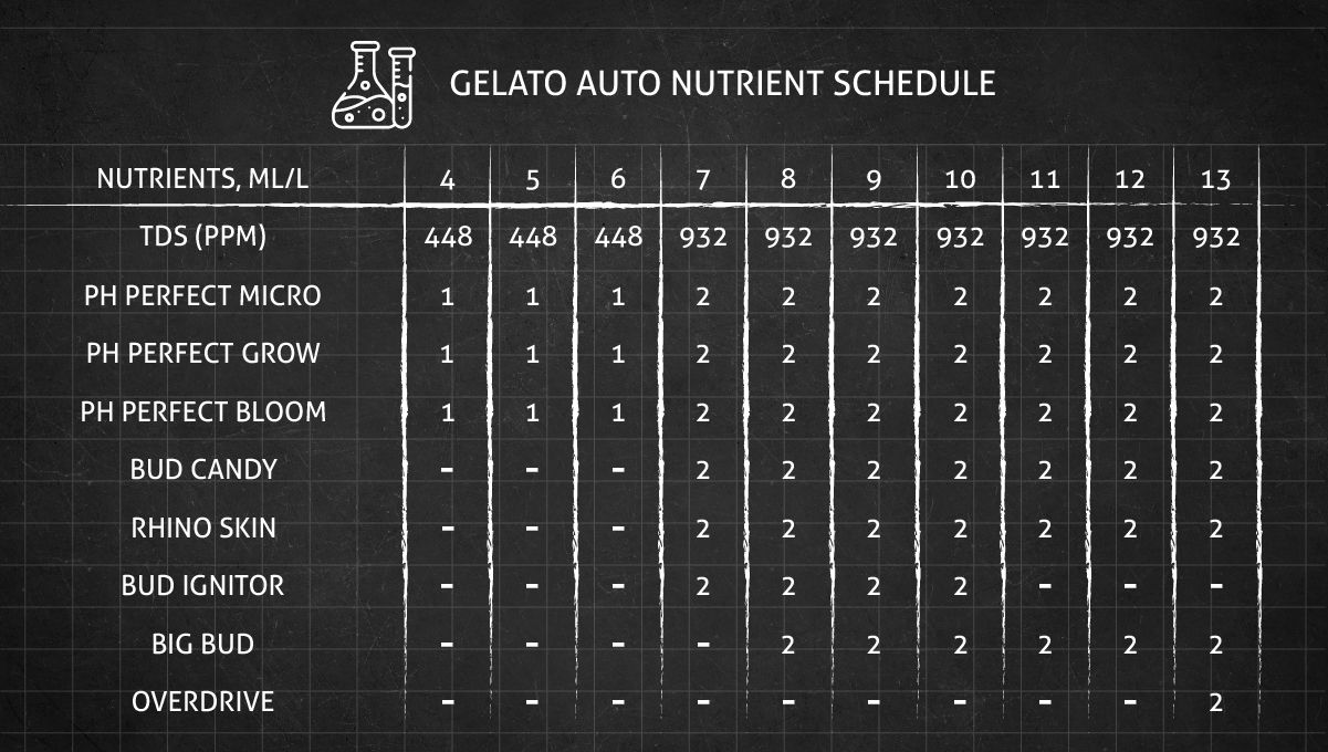 Gelato Auto Cannabis Strain Week-by-Week Guide: Feeding schedule - Weeks 4-13
