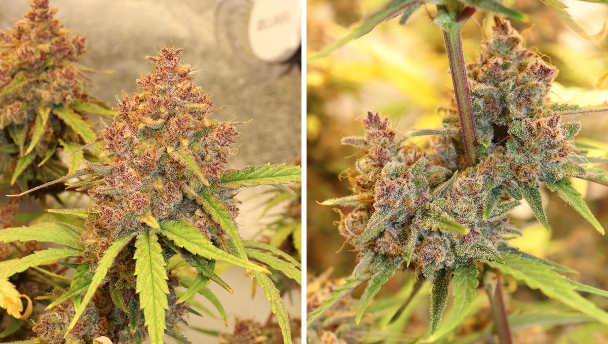 Banana Purple Punch Auto भांग स्ट्रेन: पकना और हार्वेस्ट | सप्ताह 10- | पक चुकी हल्की बैंगनी कलियाँ ऊपर और बीच में