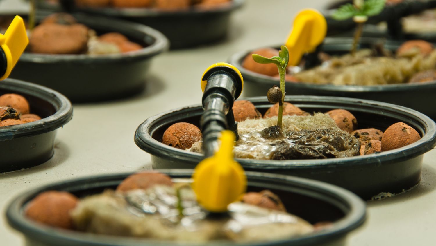 The ultimate guide to watering your plants plants: Environmental factors and watering frequency