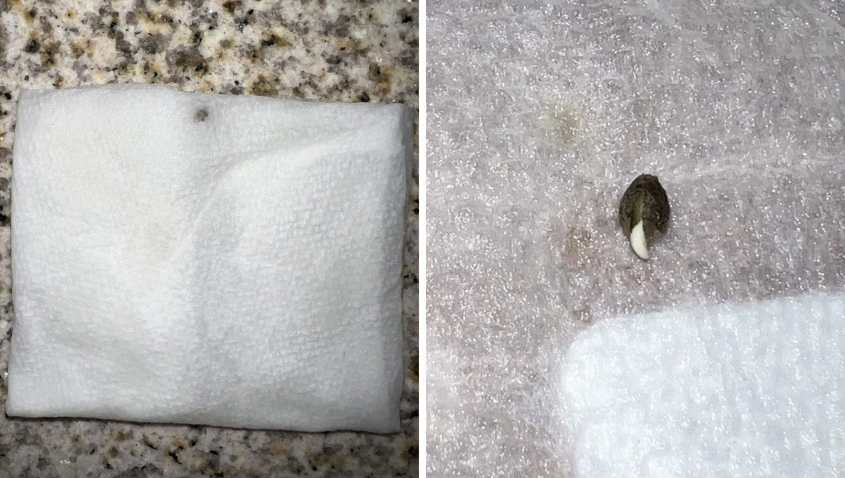 Amnesia Z Auto cannabis strain: germination and seedling stage | week 1: a seed covered with a moist paper towel and the same seed showing the taproot