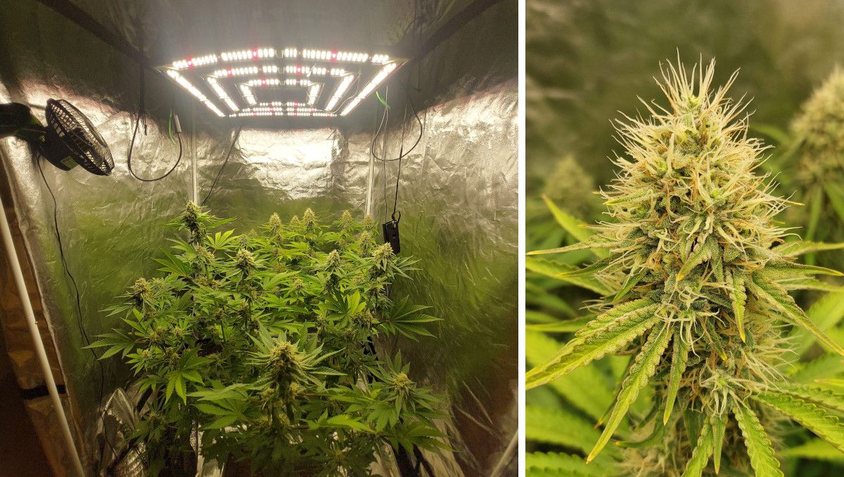 Orange Sherbet FF cannabis strain: ripening and harvest | weeks 12 | maturing plants under a LED quantum board and a closeup of one of the buds