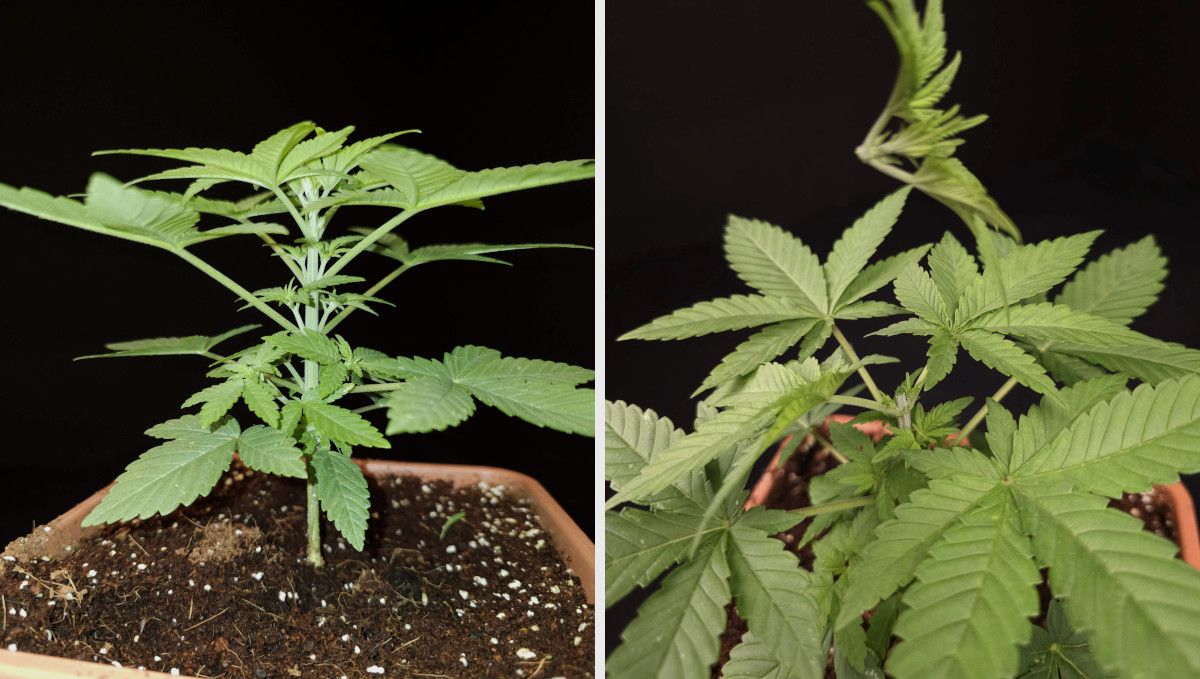 Wedding Cheesecake FF cannabis strain: mid veg | weeks 3-6 | a young plant with side branches forming at the nodes gets topped