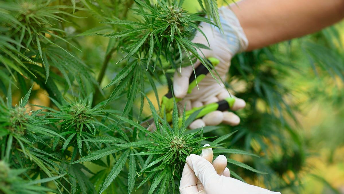 5 Top Tips On Training Your Cannabis Plants: defoliation 5 Top Tips On Training Your Cannabis Plants: defoliation