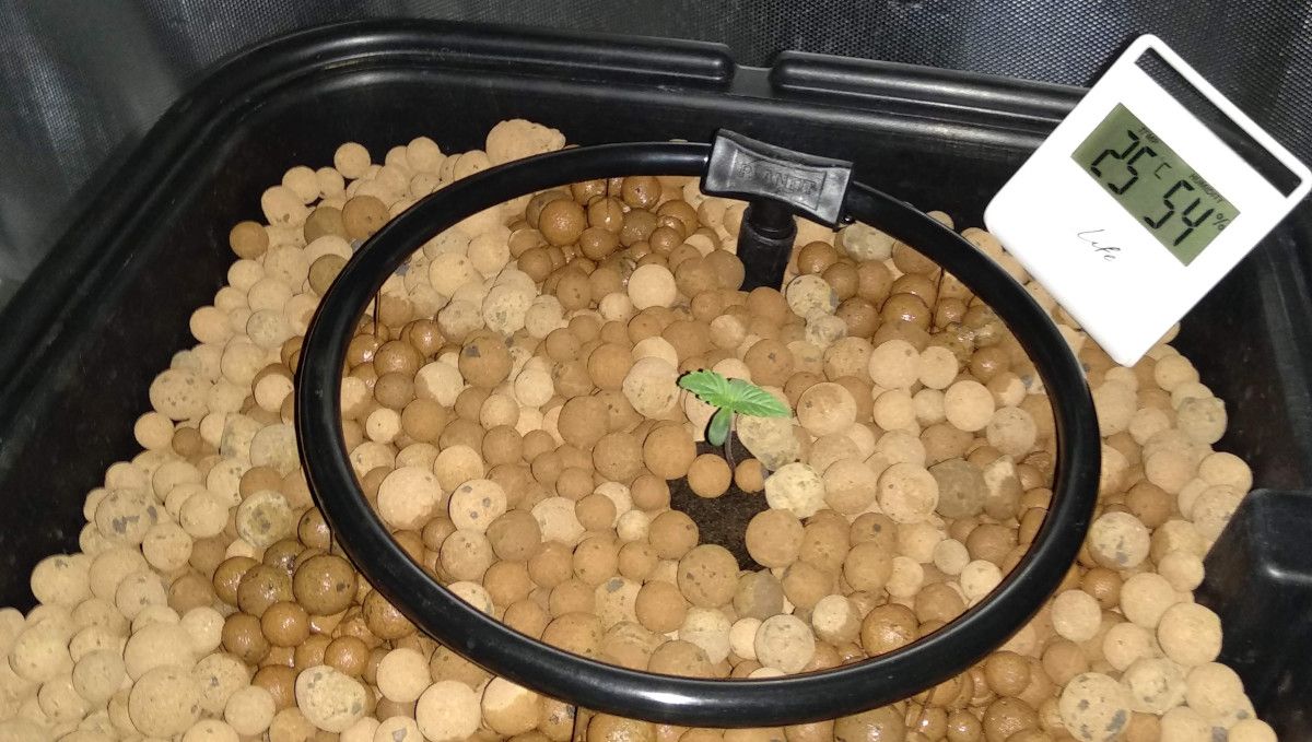 Tangerine Dream Auto cannabis strain: germination and seedling stage | week 1 | a young seedling planted into expanded clay