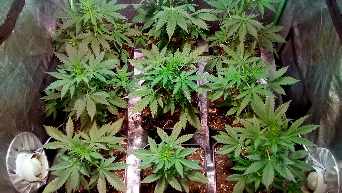 Gorilla glue auto strain historien: sådan dyrker du gorilla glue