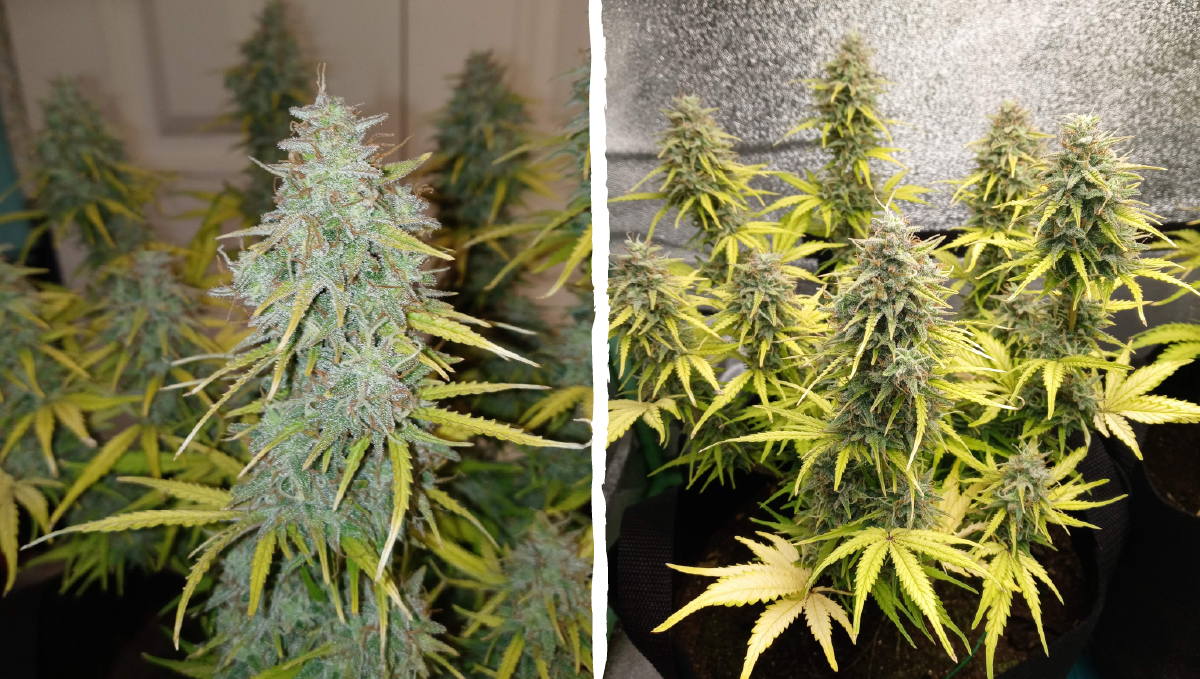 Cinderella auto week-by-week guide: flowering stage week 7
