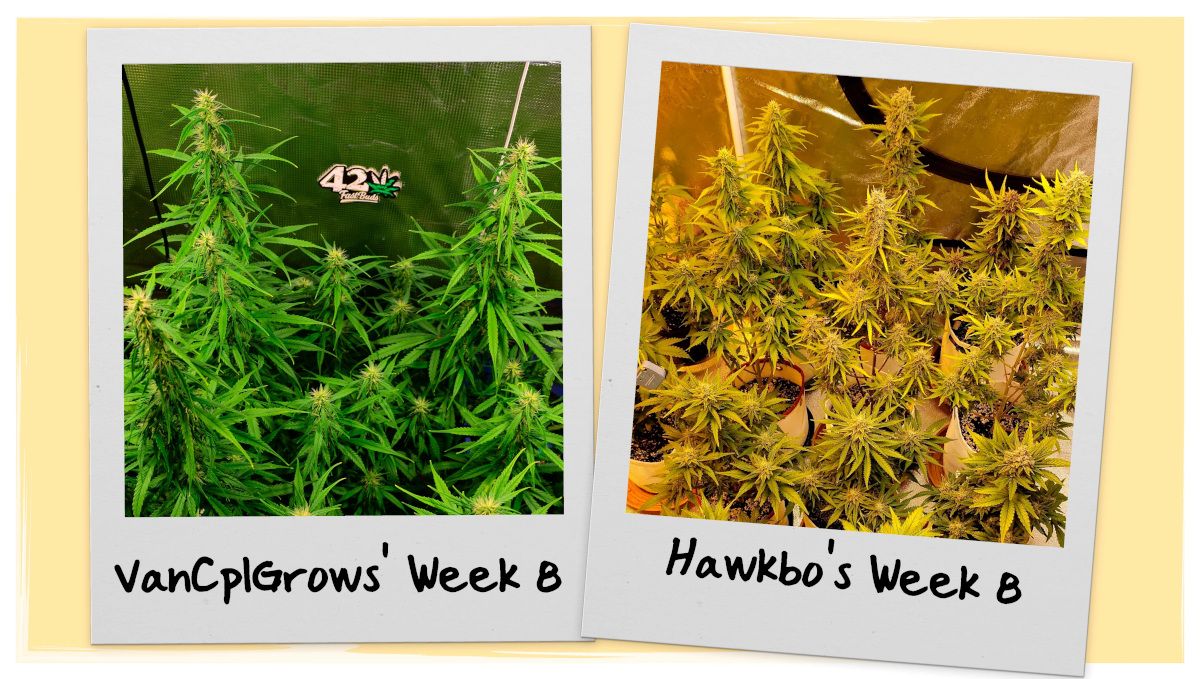Grow Progress Week 8