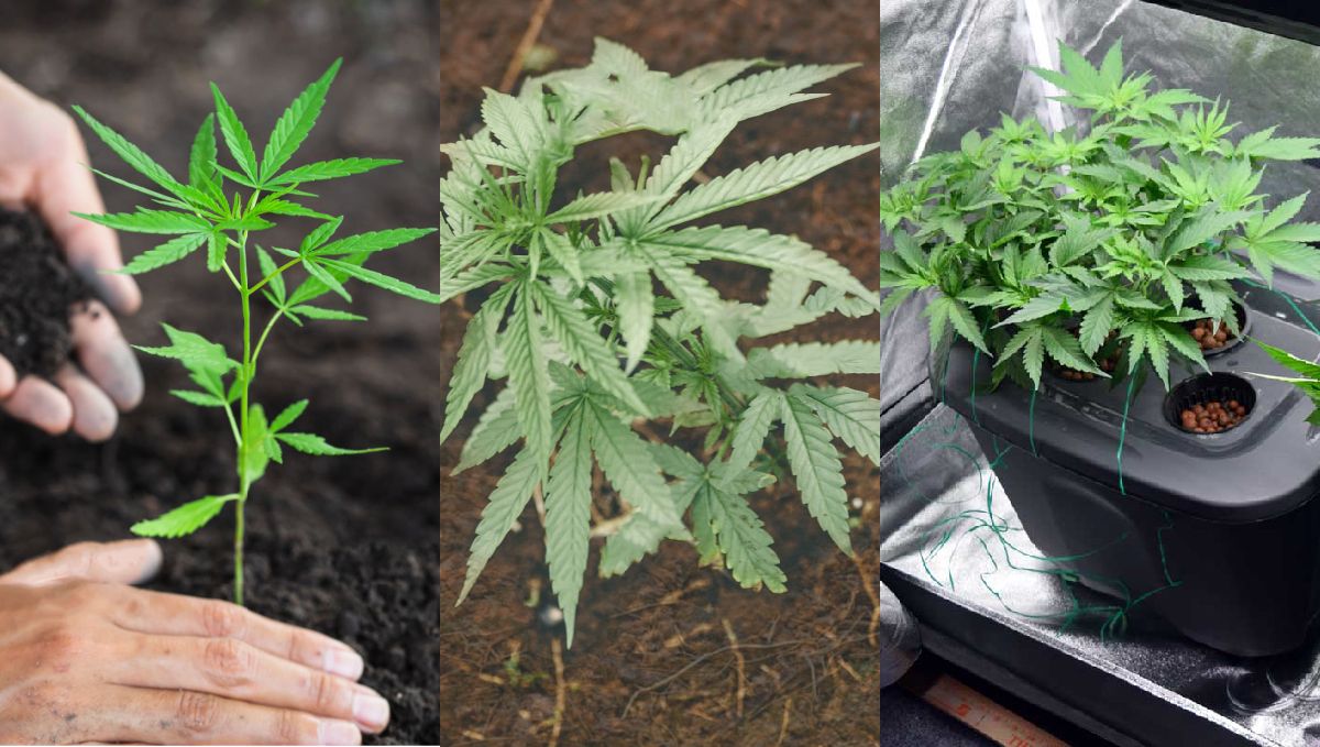 9 Mistakes to Avoid: best substrate options