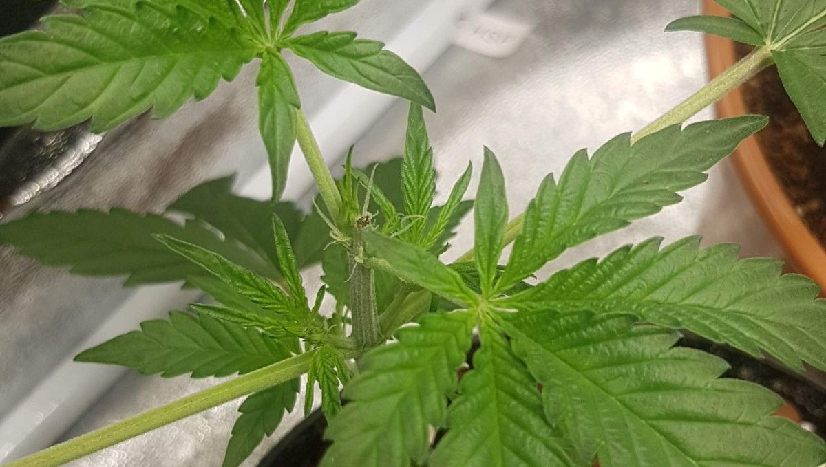Orange Sherbet FF cannabis strain: transition (pre-flower) | week 7 | the first pistils showing where the top was removed