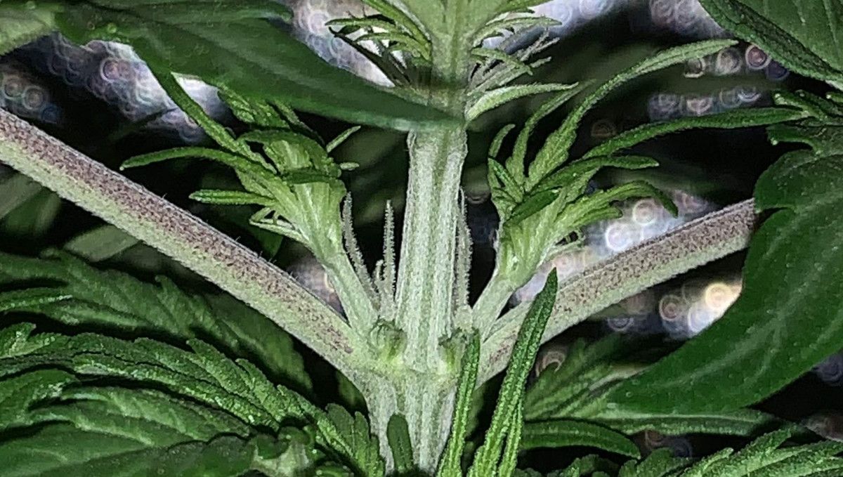 Green Crack Auto cannabis strain: transition (pre-flower) | week 5 | a closeup of a node with the first pistils showing
