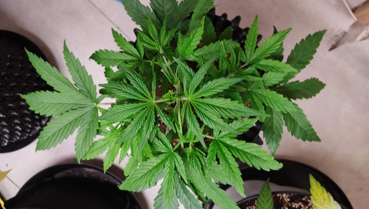 Pineapple Express Auto cannabis-variant: midtvekst | uke 3-4 | frodig og sunn autoflower med hovedtopp fjernet
