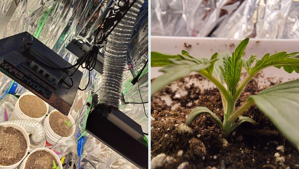Tropicana Cookies Auto 대마 스트레인: 초기 생장기 | 2주차 | 실내 재배 환경과 신생묘