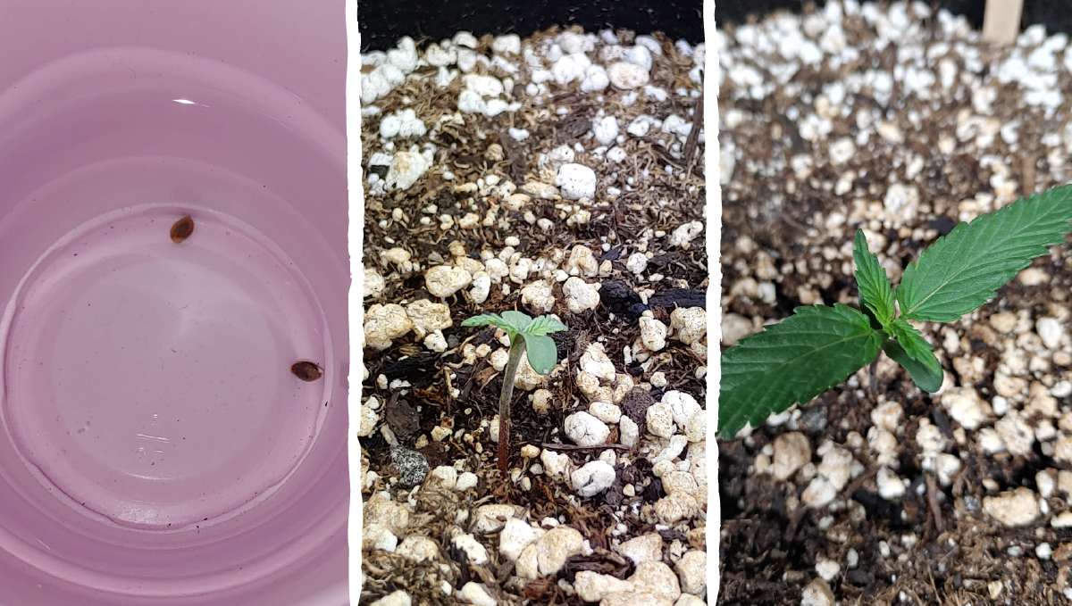 Blueberry auto week-by-week guide: germination