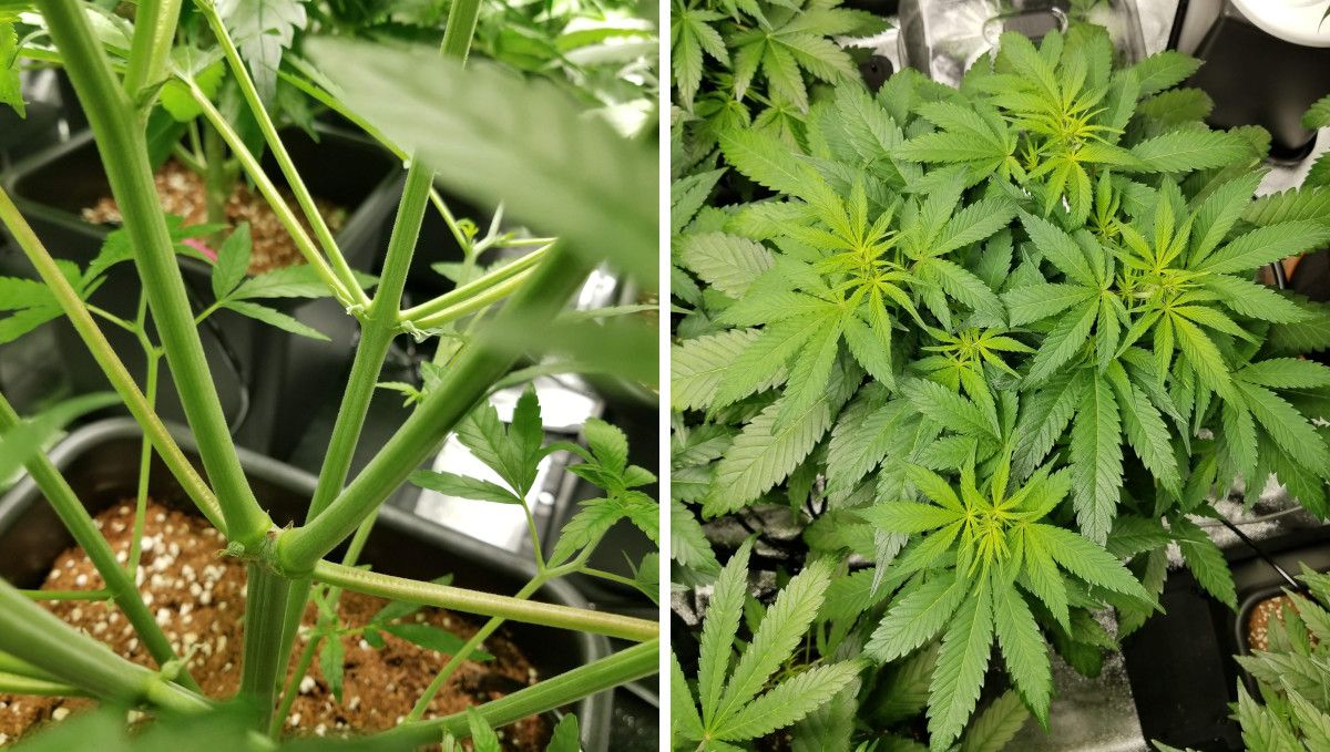 Grapefruit Auto cannabis strain: transition (pre-flower) | week 6