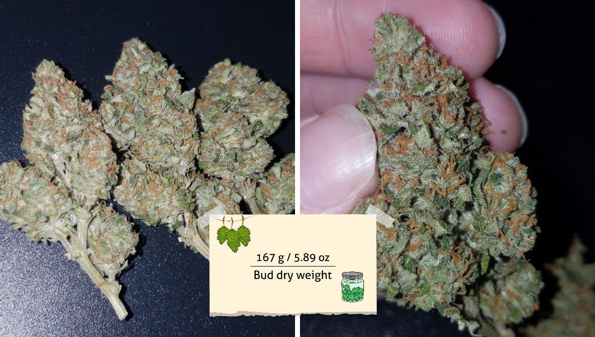 Pineapple Express Auto cannabis-variant: resultat – flere kompakte tørre buds på bordet og nærbilde av én i hånden