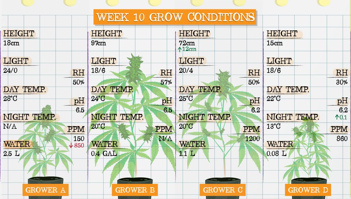Forbidden Runtz Auto Plants Seed Week-by-Week Guide: Week 10 grow conditions