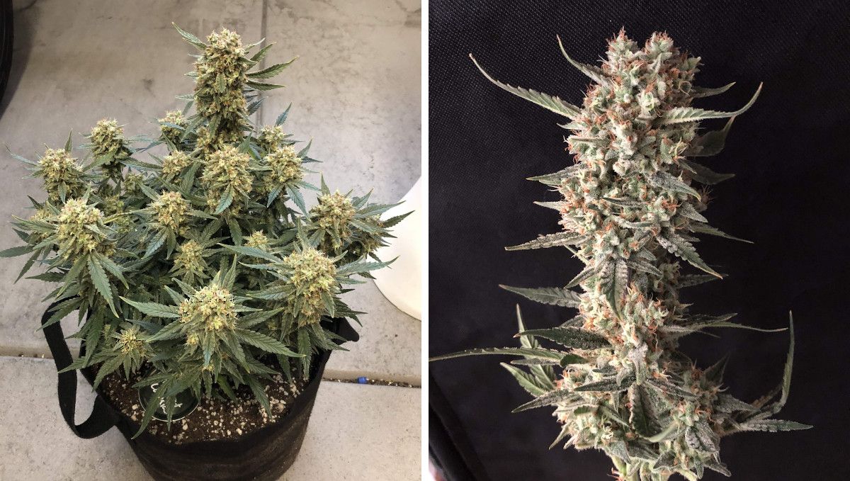 Girl Scout Cookies Auto Plants Seed Week-by-Week Guide: A plants plant grown indoors and ready to be chopped, and a closeup of a cut mature cola
