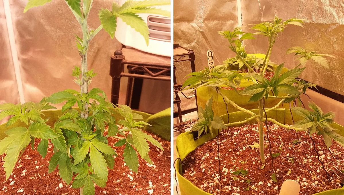 Pineapple Chunk 대마 품종 주차별 가이드: 코코/펄라이트 혼합 매체에서 잎 솎음 및 자세히 묶은 유성기 식물