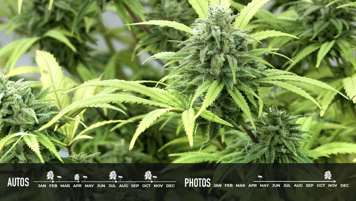 Why should beginners grow autoflowers?: produces more harvests