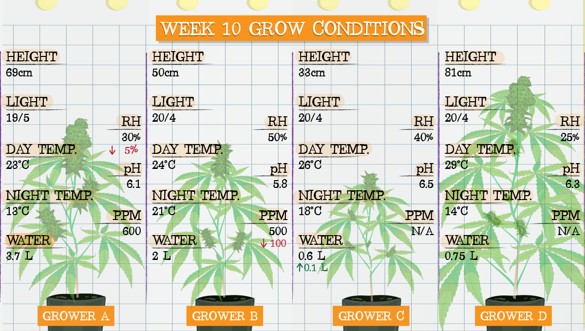 Strawberry Pie Auto Plants Seed Week-by-Week Guide: Week 10 grow conditions