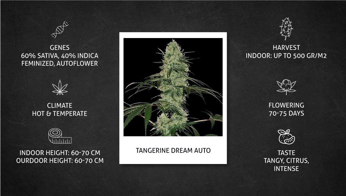 Tangerine Dream Auto cannabis strain: specs sheet