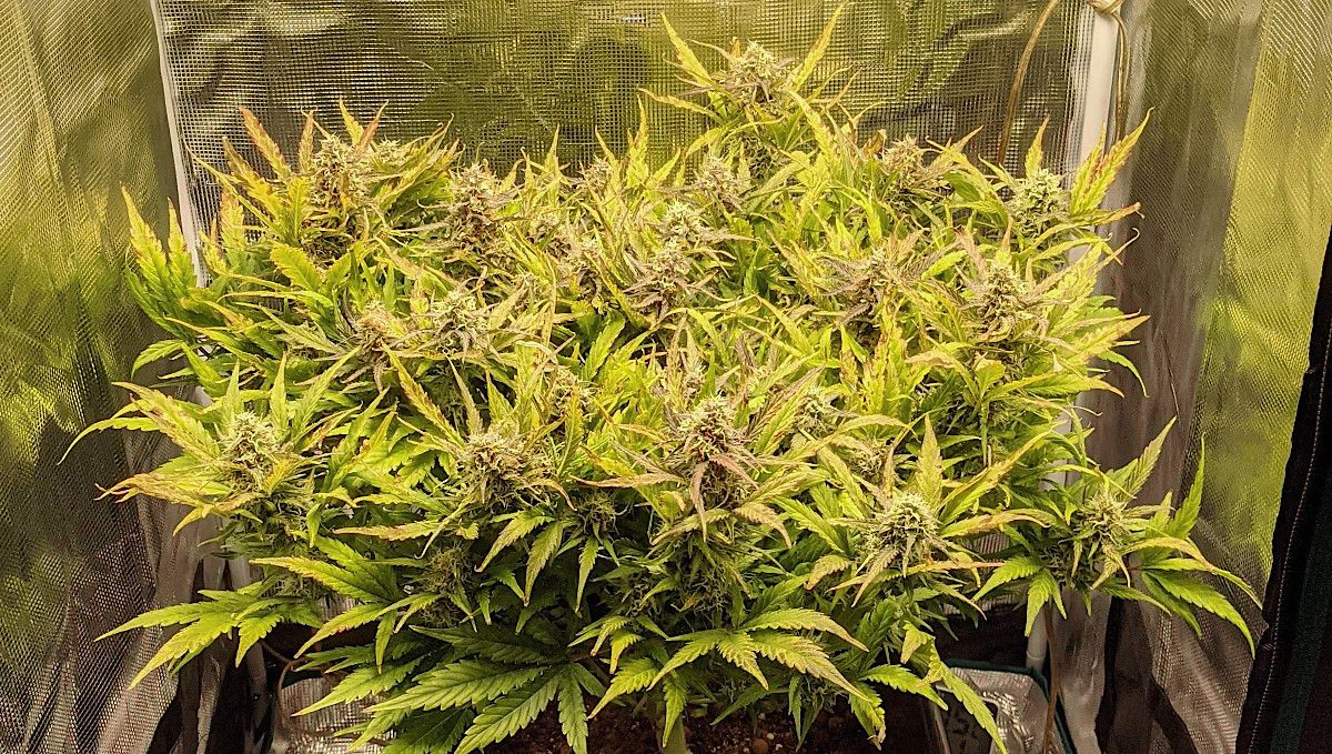 Critical Kush Auto cannabis strain: mid flower (bulk phase) | weeks 8-9 | a heavily trained weed plant with a flat canopy and many flowering tops almost filling the whole medium sized tent