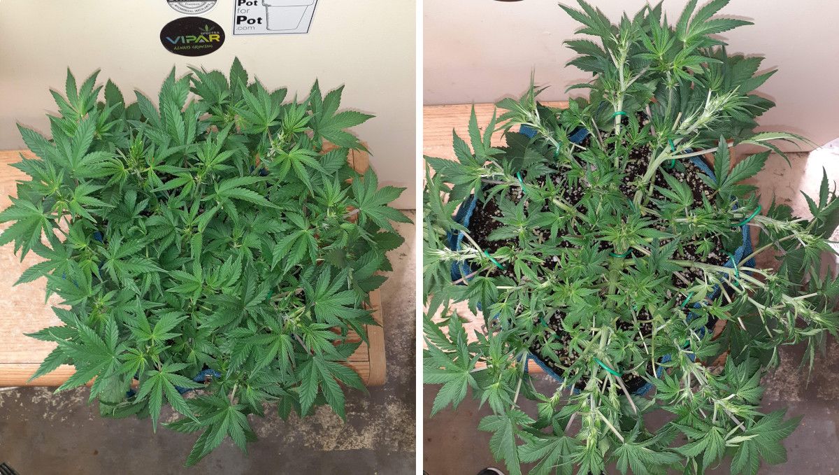 Tropicana Cookies Auto 대마 스트레인: 초기 개화 | 6~7주차 | 실내 재배에서 해시스 태양시계 모양으로 트레이닝된 대마
