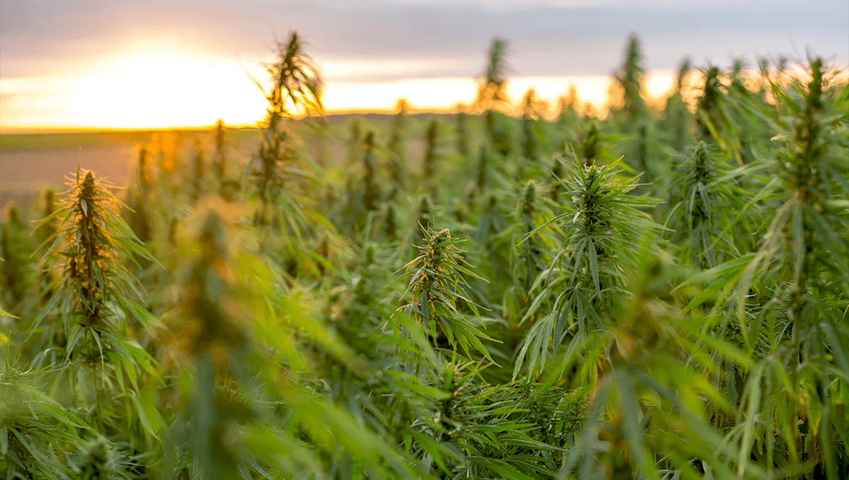 Plants in thailand: industrial hemp