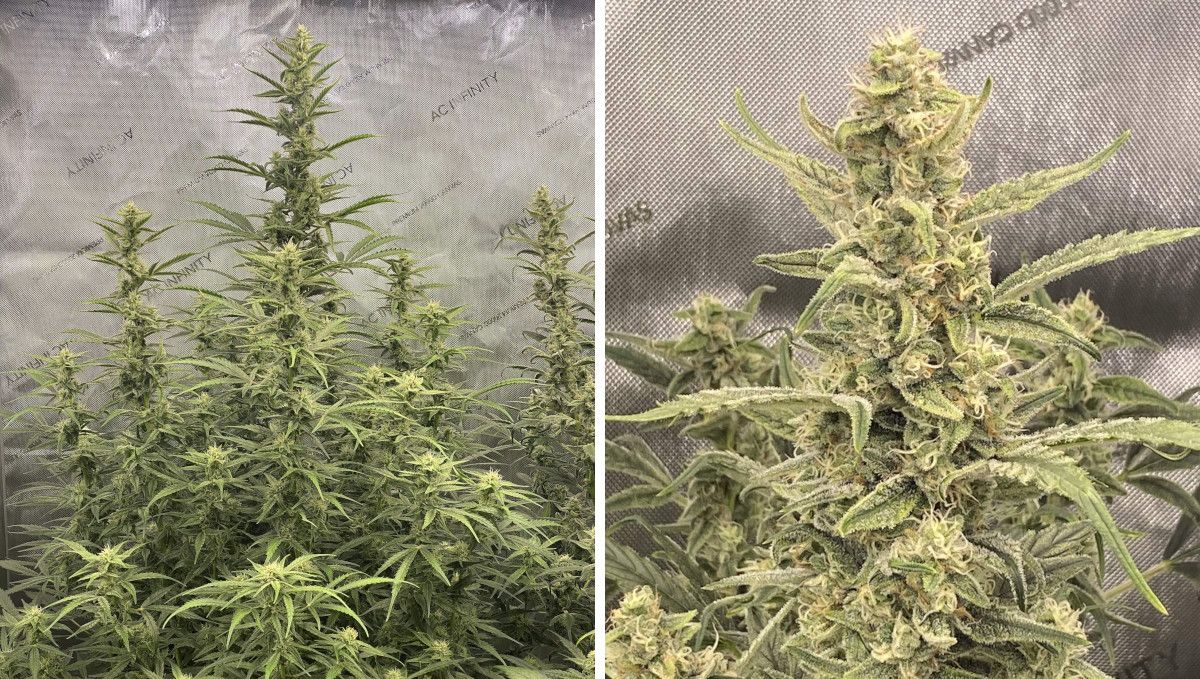 Gorilla Punch Auto 大麻品种：花期中期（膨大期）| 第8-9周 | 花苞越发密实挂霜