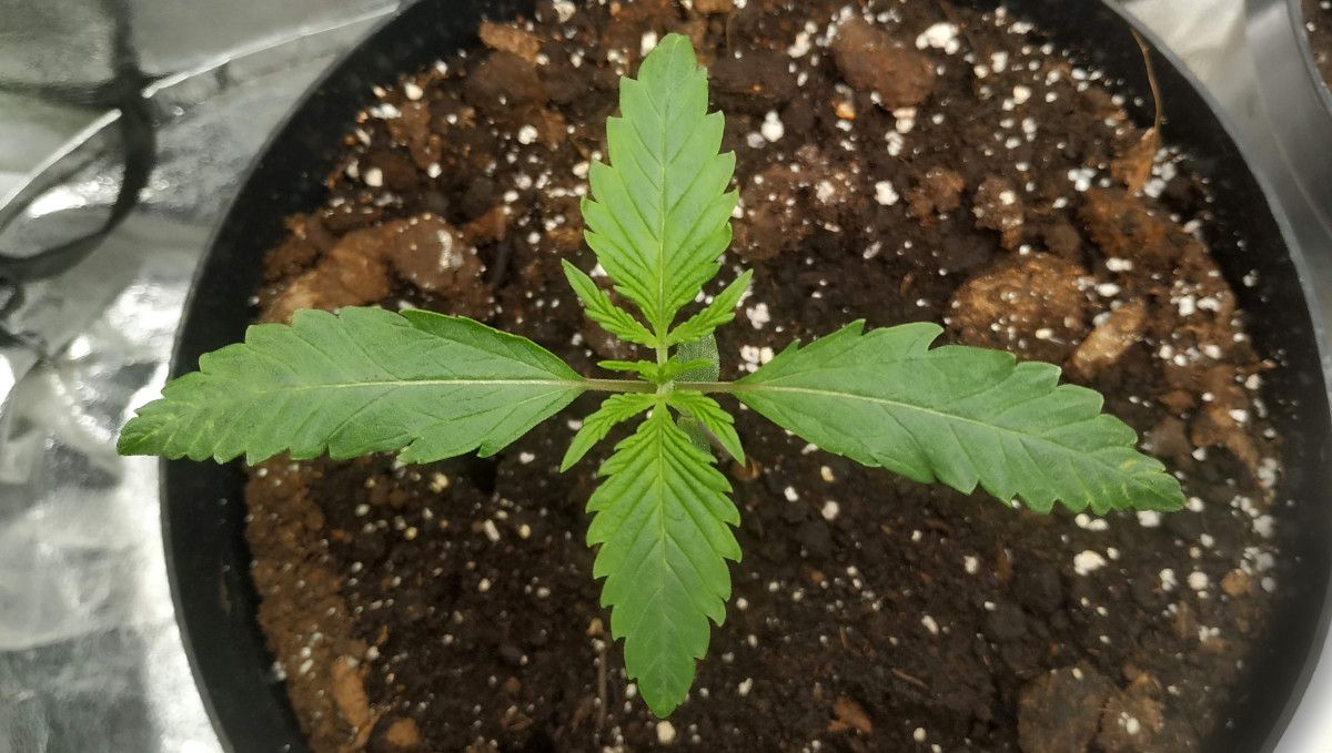 Strawberry Gorilla Auto Cannabissorte: fr&uuml;he Wachstumsphase | Woche 2 | Ein junger Cannabiss&auml;mling am Tag 8