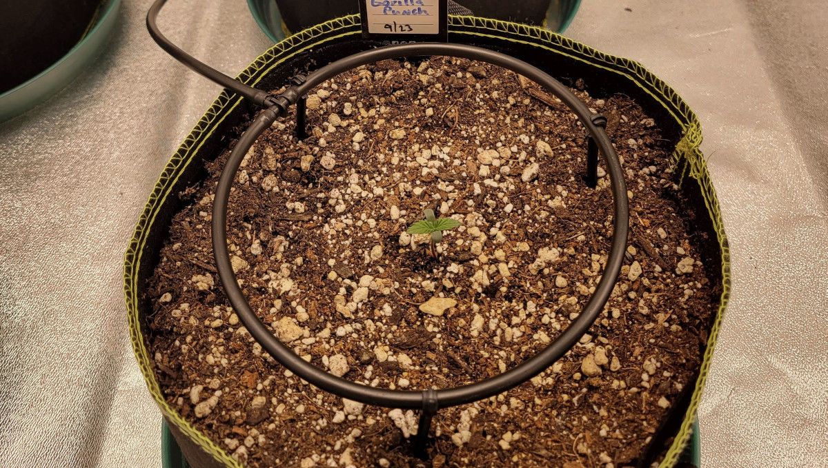 Gorilla Punch Auto 大麻品种：发芽与幼苗阶段 | 第1周 | 一株小苗在大种植袋内，设置了自动滴灌系统