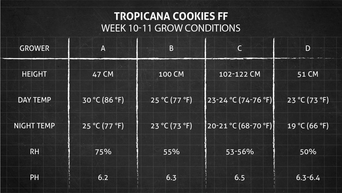 Tropicana Cookies FF cannabis strain: weeks 10-11 grow conditions