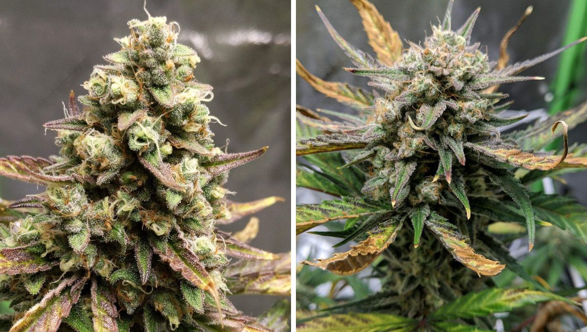 Forbidden Runtz Auto 대마 스트레인 주차별 가이드: 수확 마감된 두 개의 여문 버드 클로즈업