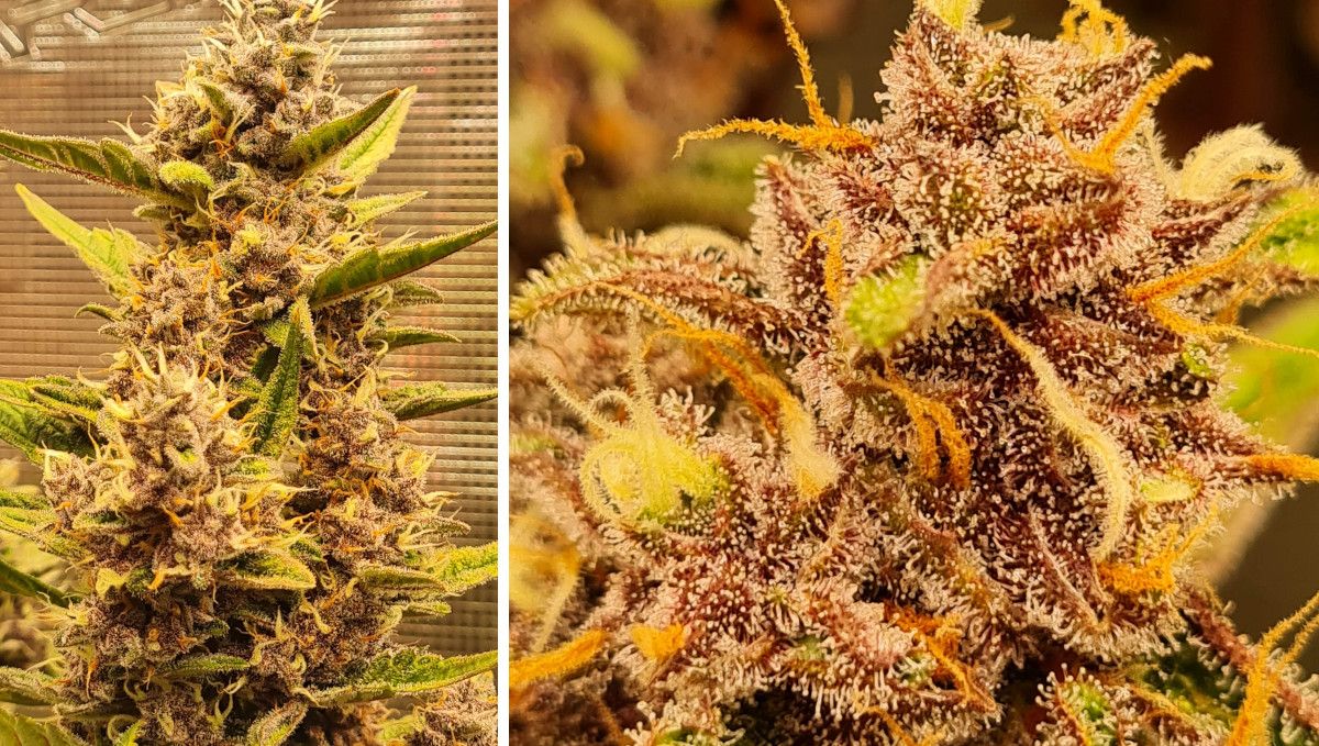 Banana Purple Punch Auto भांग स्ट्रेन: मिड फ्लावर (थोक फेज) | सप्ताह 7-8 | पुरानी और ट्राइकोम्स से ढकी कलियाँ