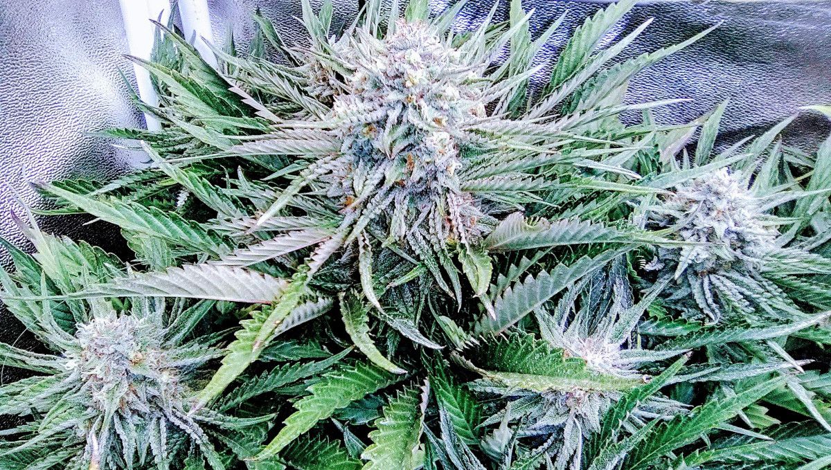 Strawberry Pie Auto Plants Seed Week-by-Week Guide: Extremely frosty auto colas