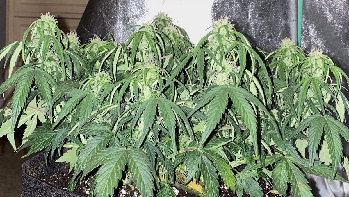 Skunk Auto Cannabis Strain Week-by-Week Guide: An indoor weed plant in the early stages of flowering with tired-looking droopy fan leaves