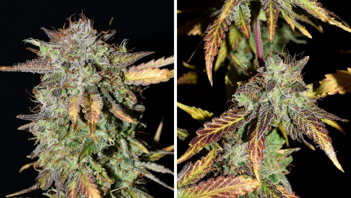 Grapefruit Auto cannabis strain: ripening and harvest | week 11