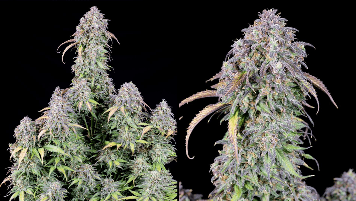 The 5 strongest autoflower strains: Girl Scout Cookies Auto The 5 strongest autoflower strains: Girl Scout Cookies Auto