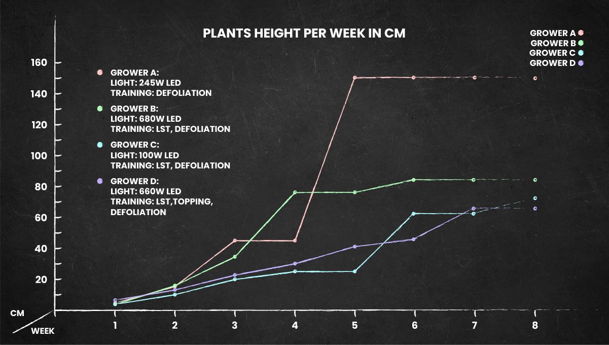 Gorilla Z Auto cannabis strain: height chart for the whole life cycle