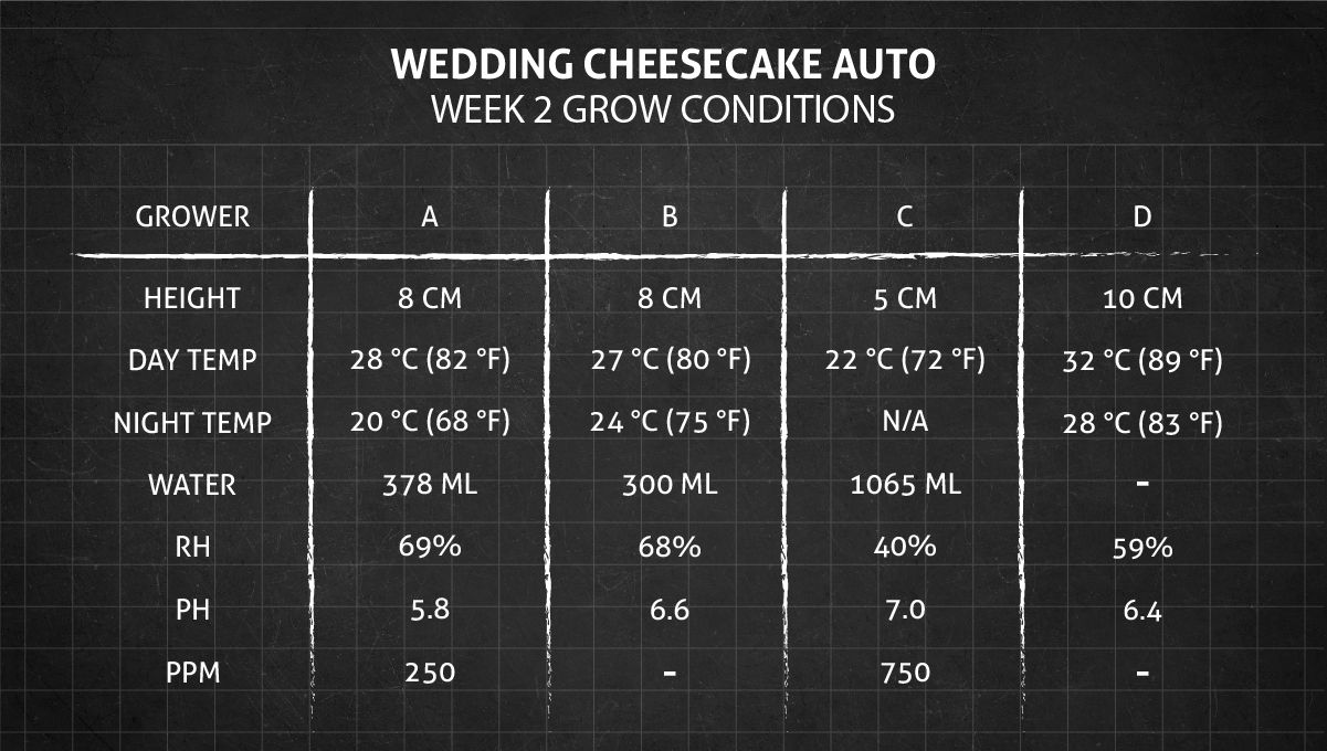Wedding Cheesecake Auto cannabis strain: Week 2 conditions