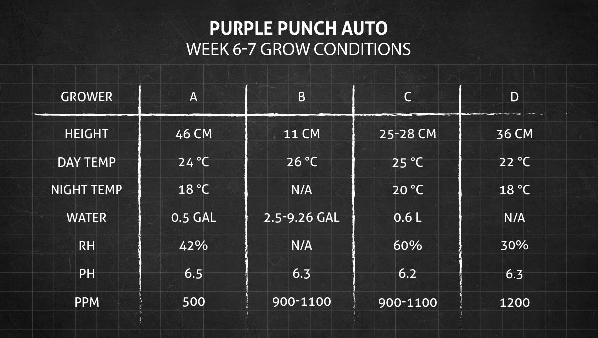 Purple Punch Auto Plants Seed Week-by-Week Guide: Weeks 6-7 grow conditions